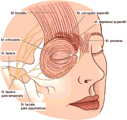 Forehead Plastic Surgery Key